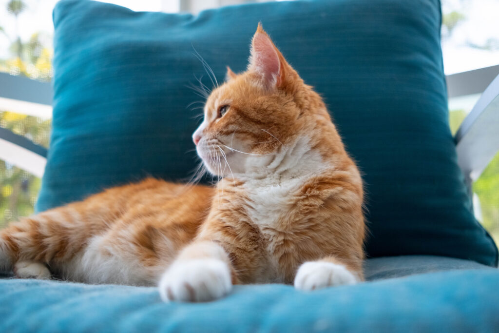 cat on blue pillow for the post should I treat my cat's cancer 