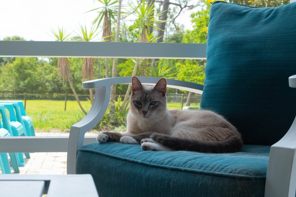 cat in blue chair for the post should I treat my cat's cancer 