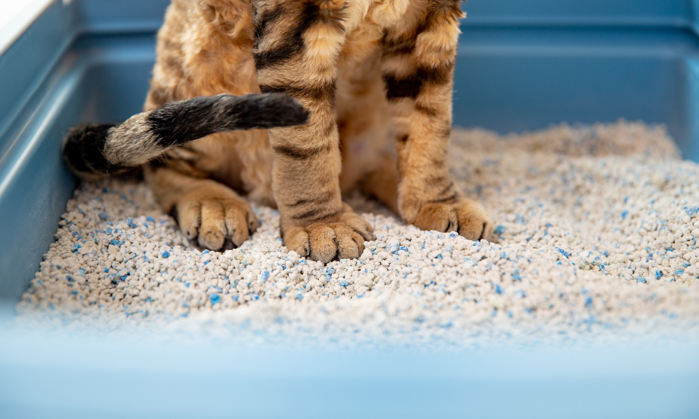 bengal in litter box in litter box guidelines post 