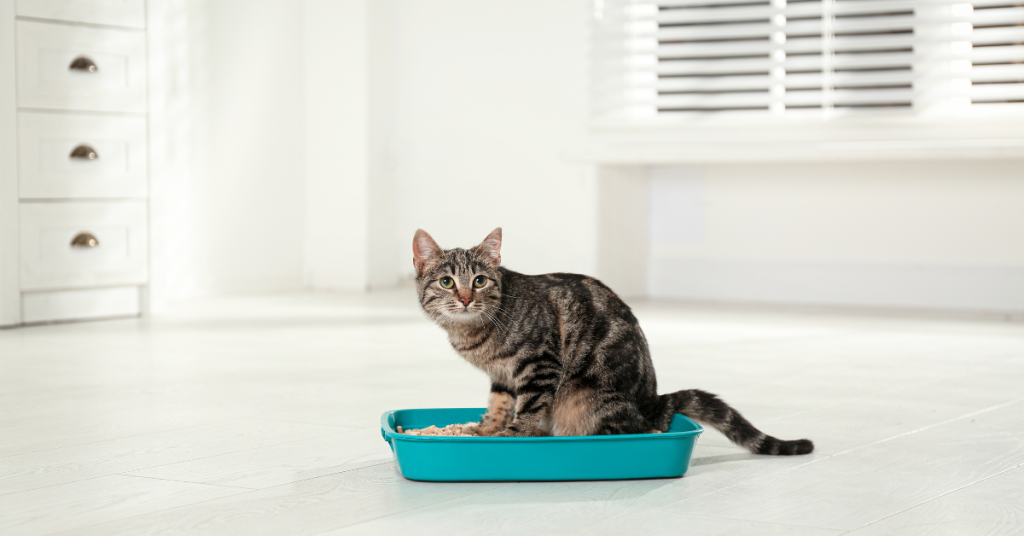 Litter Box Guidelines – Dos and Don’ts! - CatVetLife