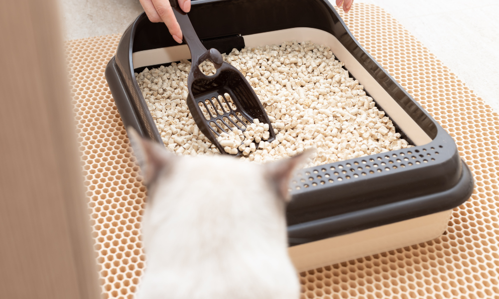 cat watching box scooped in litter box guidelines post 