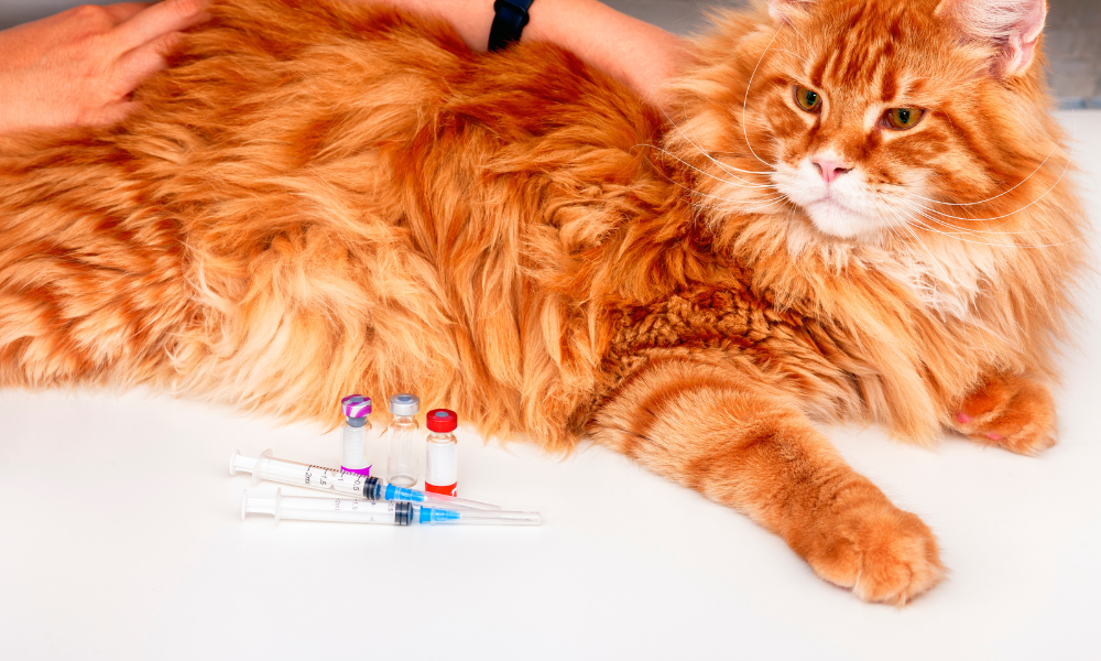 should I treat my cat's cancer pic of cat and injections