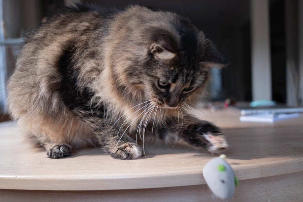 cat playing with a mouse toy 