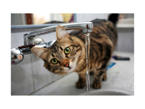 turning sink on to get cat to drink more water