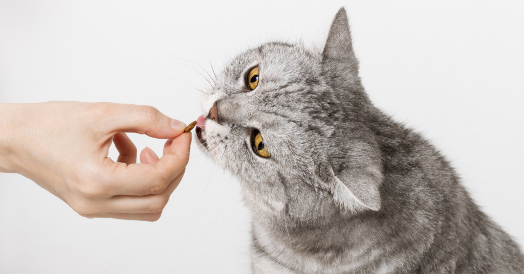 cat eating dry in transitioning your cat to canned food post
