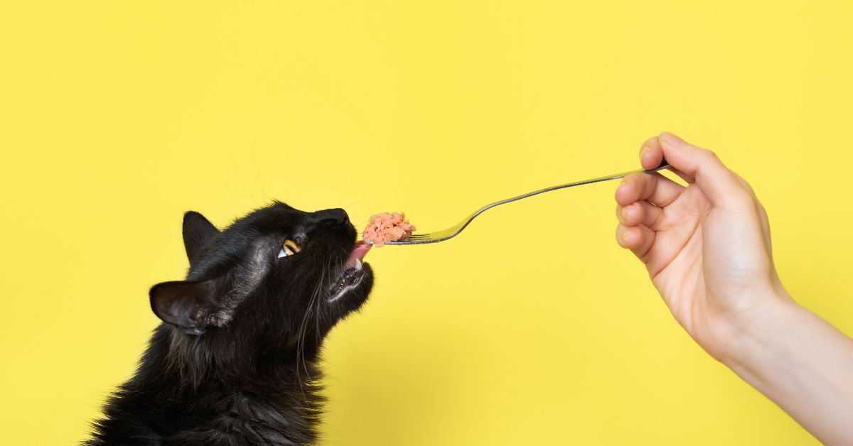 cat licking off spoon in transitioning your cat to canned food post