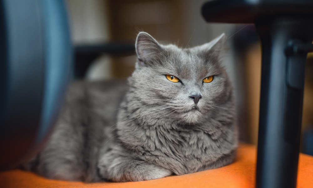 gray cat in senior cat diseases post