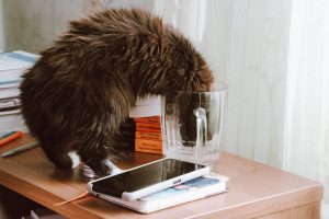 getting a cat to drink more water