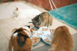 multiple cats - transitioning your cat to canned food