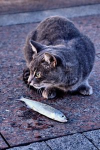 cat with a fish 