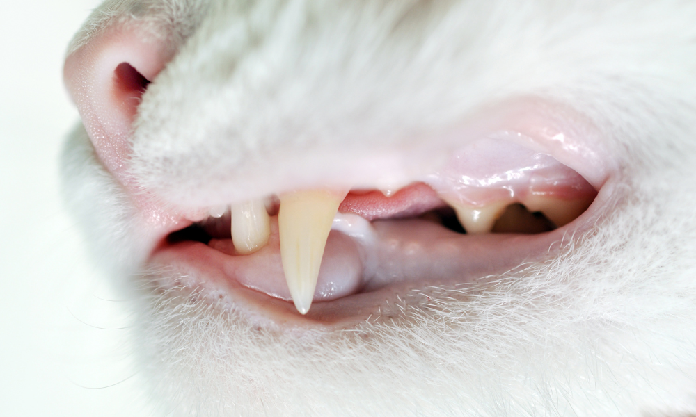 white cat showing teeth for senior cat diseases post