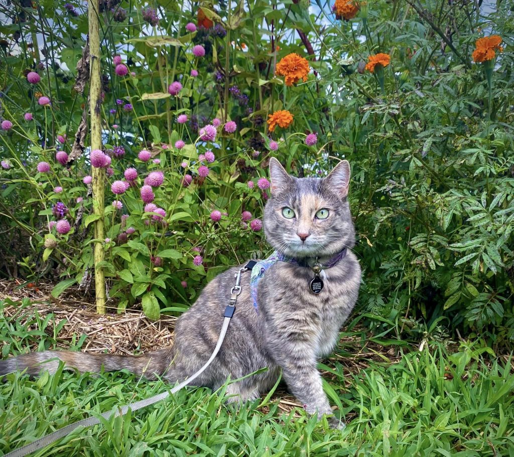 Emmylou AdventureCat dilute tortie