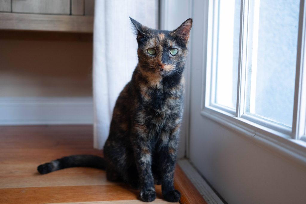 jelly tortie