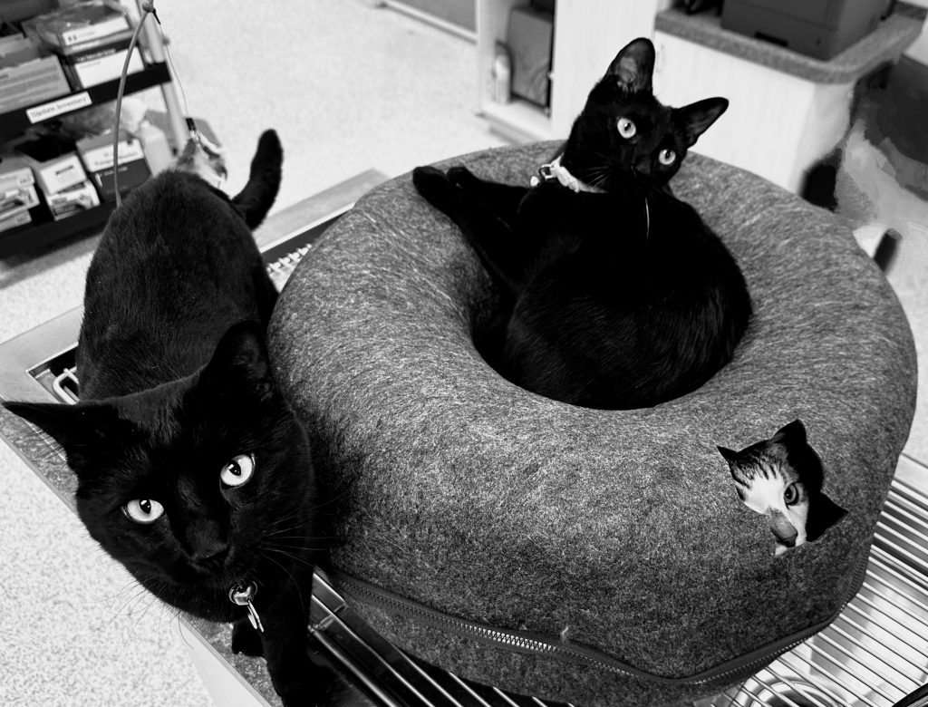 cattasaurus cat cave in black and white