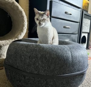 cattasaurus cat cave