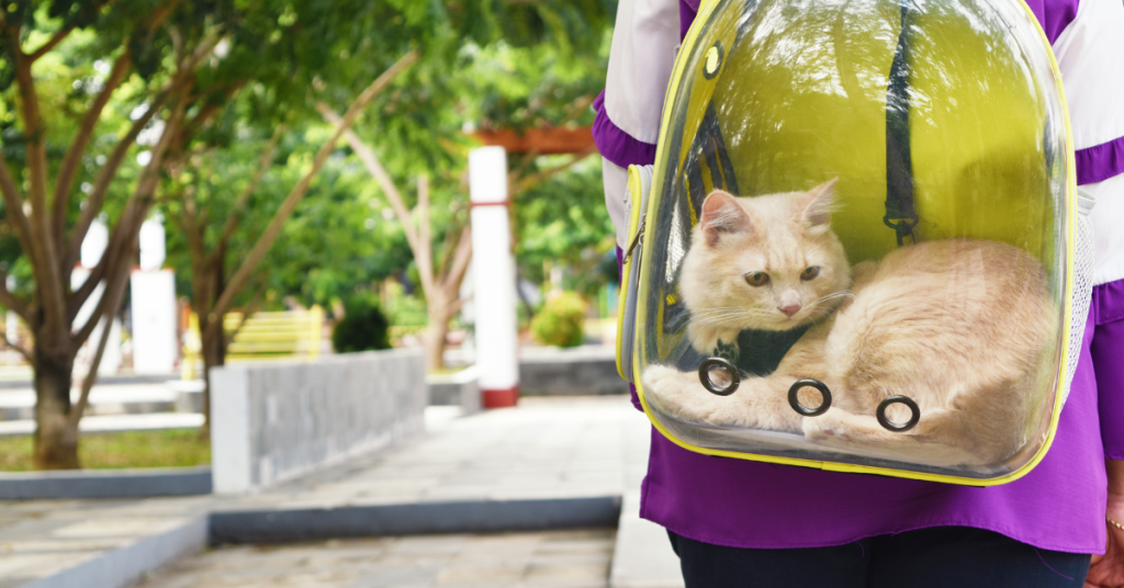 backpack cat