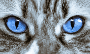 healthy cat treats cat eyes