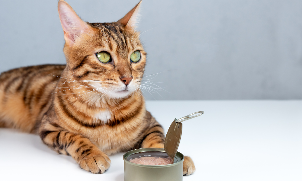 canned healthy cat treat