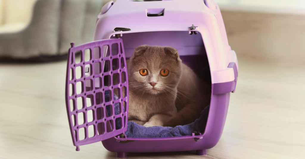 best cat carriers for vet visits