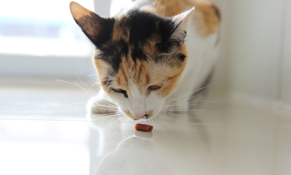 healthy cat treats sortie