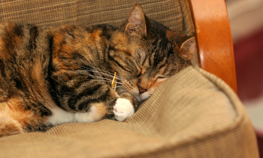 torbie cat sleeping