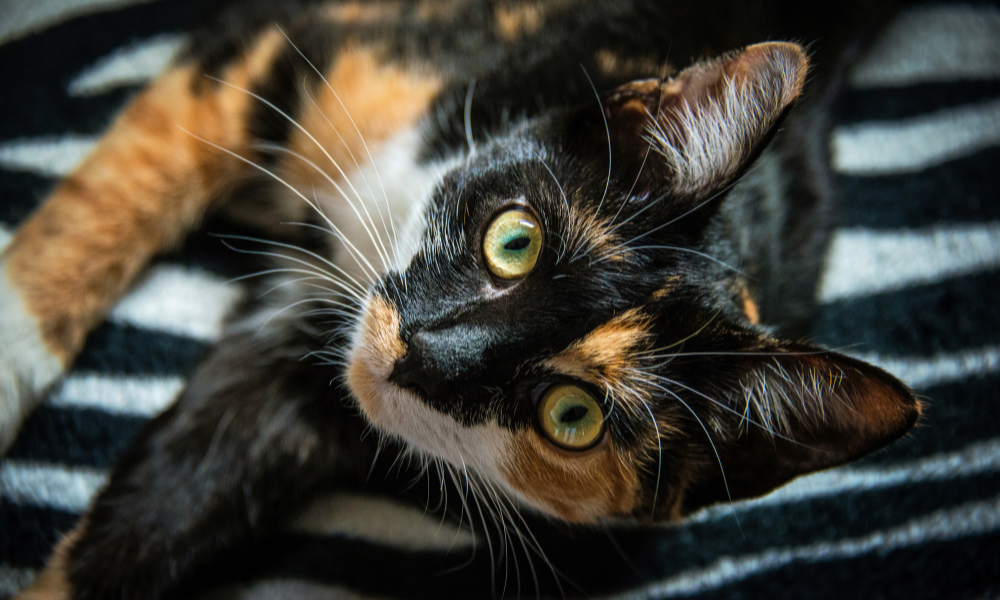 tortie with white