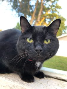 black cat fall decor biscuit