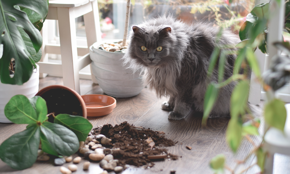 cat household toxin plant