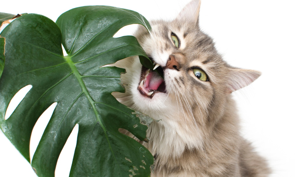 cat eating plant 