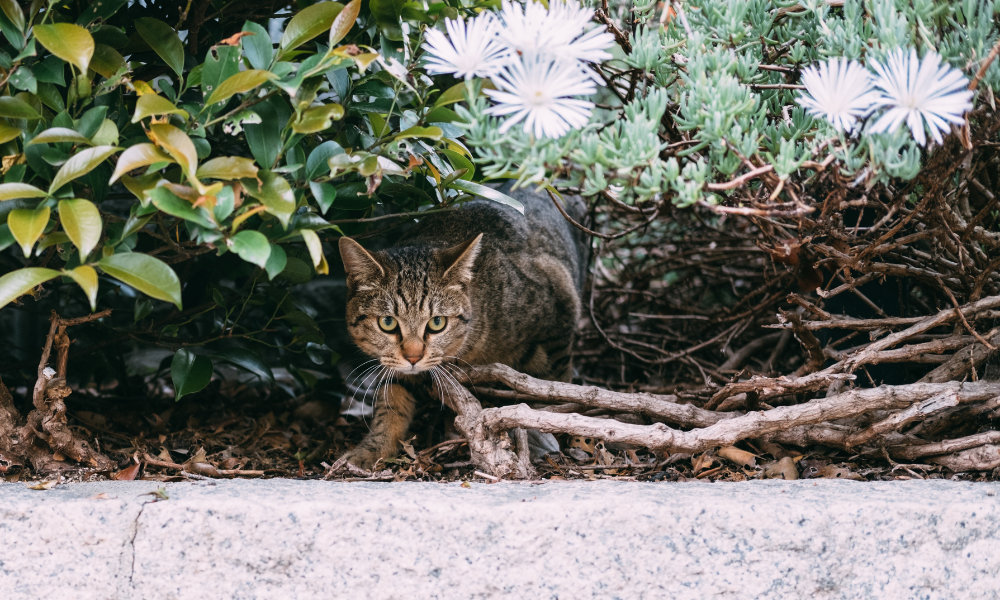 cat in bushes