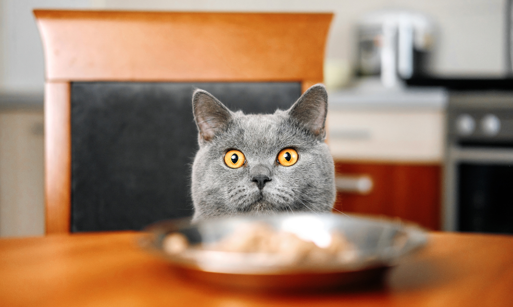 cat looking at picking the perfect cat food