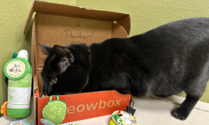 panther in meowbox