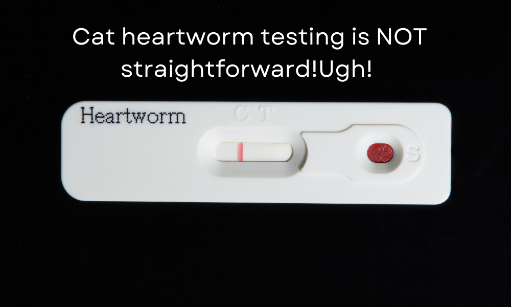 cat heartworm testing
