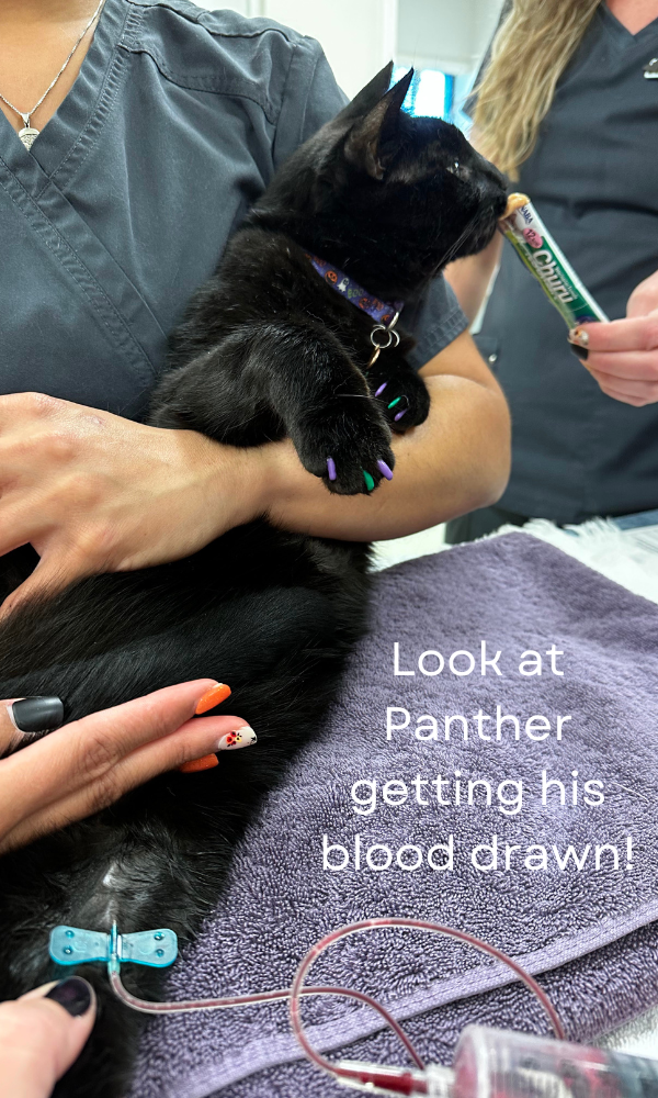 cat blood tests Panther